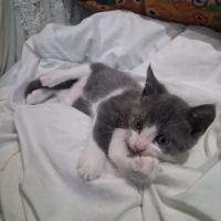 Dobby, adorable chaton à l'adoption #3