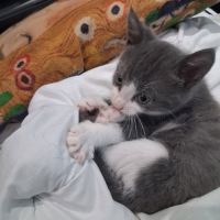 Dobby, adorable chaton à l'adoption #4