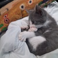 Dobby, adorable chaton à l'adoption #5