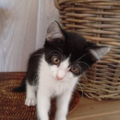 Nouny, adorable chaton à l'adoption #1