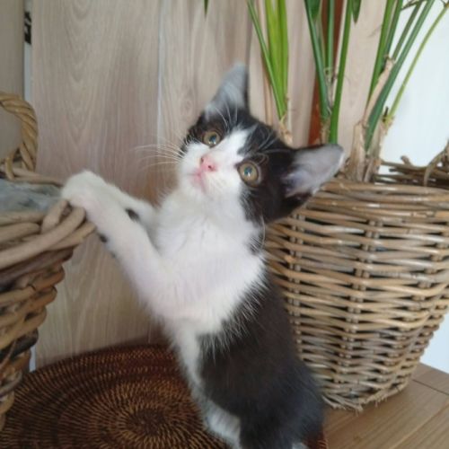 Nouny, adorable chaton à l'adoption #2