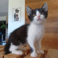 Nouny, adorable chaton à l'adoption