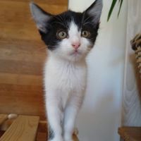 Nouny, adorable chaton à l'adoption #4