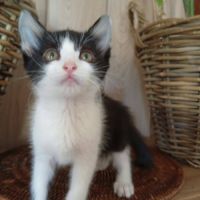 Nouny, adorable chaton à l'adoption #5
