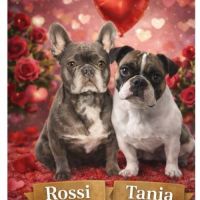 Chiots mâle bouledogue français #0