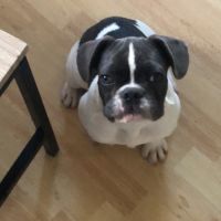 Chiots mâle bouledogue français #2