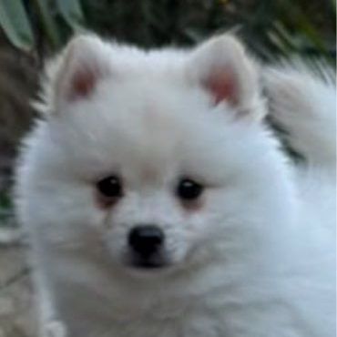 Magnifiques bébés pomsky mini  disponibles #2