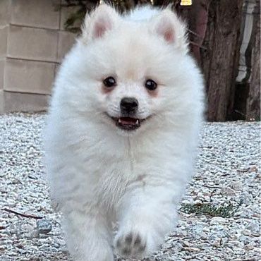 Magnifiques bébés pomsky mini  disponibles #3