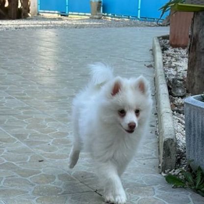 Magnifiques bébés pomsky mini  disponibles #4