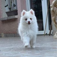 Magnifiques bébés pomsky mini  disponibles #0