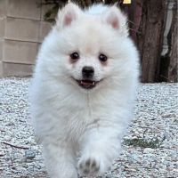 Magnifiques bébés pomsky mini  disponibles #3