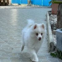 Magnifiques bébés pomsky mini  disponibles #4