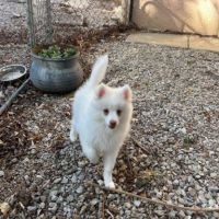 Magnifiques bébés pomsky mini  disponibles #5