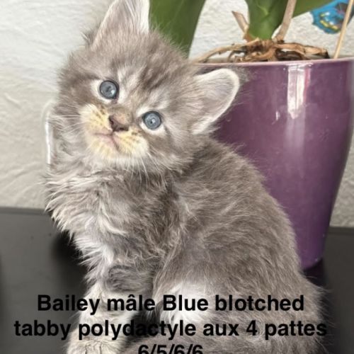 Chatons maine coon mâles et femelle loof #0