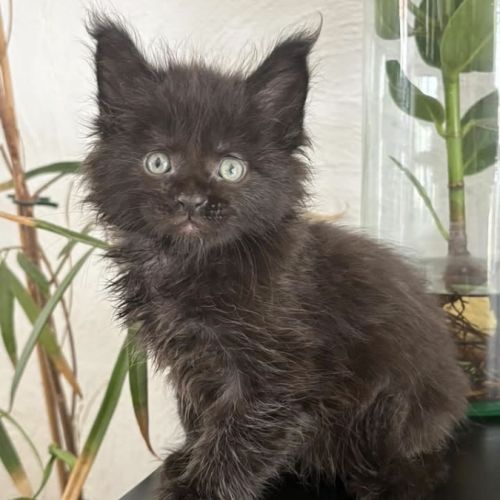 Chatons maine coon mâles et femelle loof #2