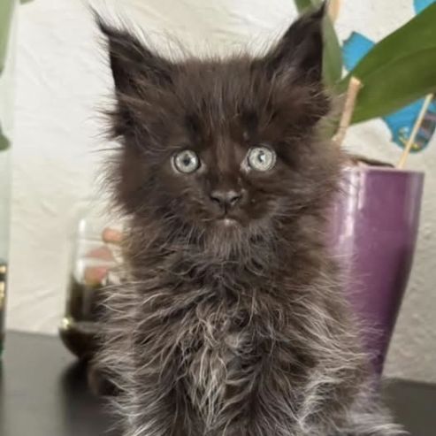 Chatons maine coon mâles et femelle loof #3
