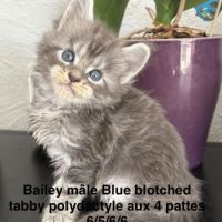 Chatons maine coon mâles et femelle loof