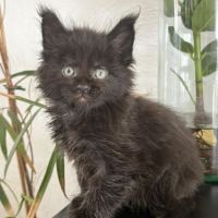 Chatons maine coon mâles et femelle loof #2