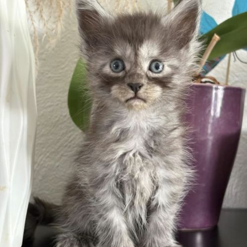 Chatons maine coon polydactyles #1