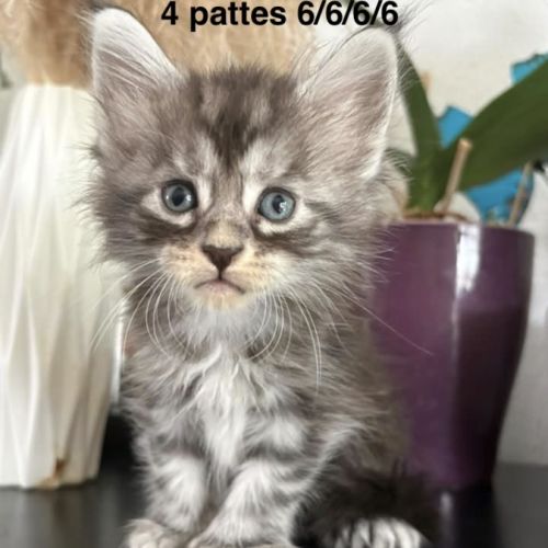 Chatons maine coon polydactyles #2