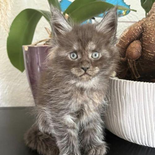 Chatons maine coon polydactyles #0