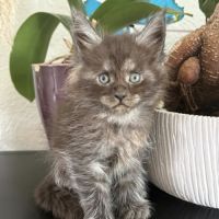 Chatons maine coon polydactyles