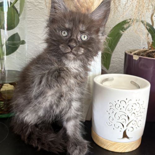Magnifique chaton maine coon black smoke loof #0
