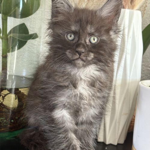 Magnifique chaton maine coon black smoke loof #3