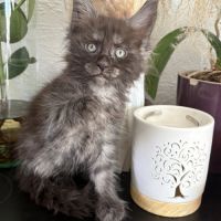 Magnifique chaton maine coon black smoke loof