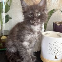Magnifique chaton maine coon black smoke loof #2