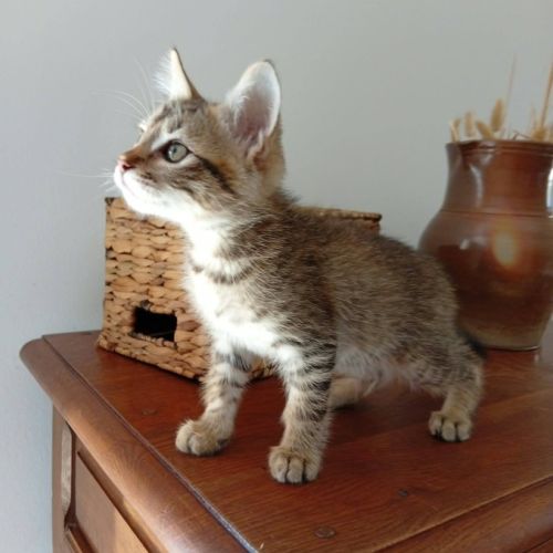 Kodai, adorable chaton à l'adoption #1