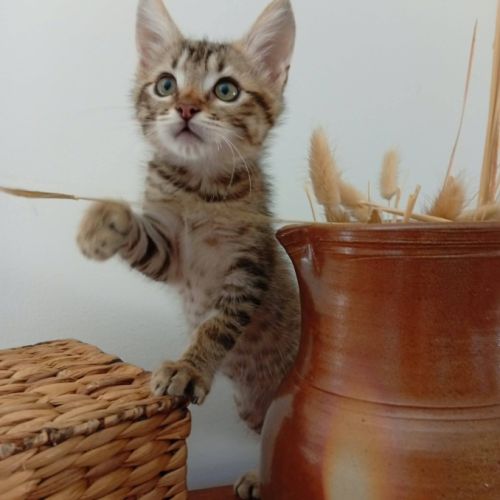 Kodai, adorable chaton à l'adoption #2