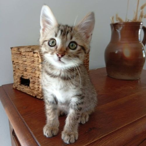 Kodai, adorable chaton à l'adoption #0