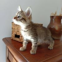 Kodai, adorable chaton à l'adoption #1
