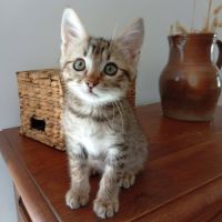 Kodai, adorable chaton à l'adoption