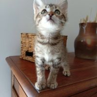 Kodai, adorable chaton à l'adoption #4