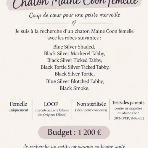 Recherche femelle maine coon loof