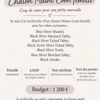 Recherche femelle maine coon loof