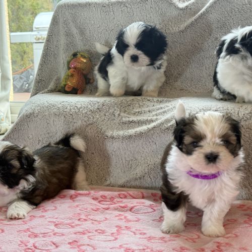 Chiots lof à adopter #1