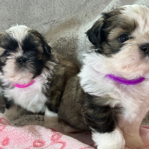 Chiots lof à adopter #2