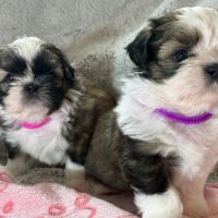 Chiots lof à adopter #2