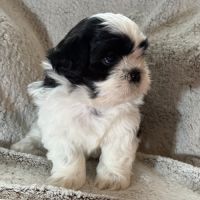 Chiots lof à adopter #8