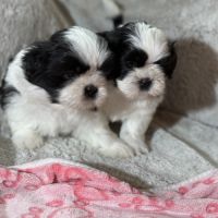 Chiots lof à adopter #9