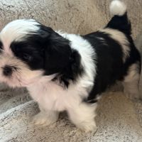 Chiots lof à adopter #10