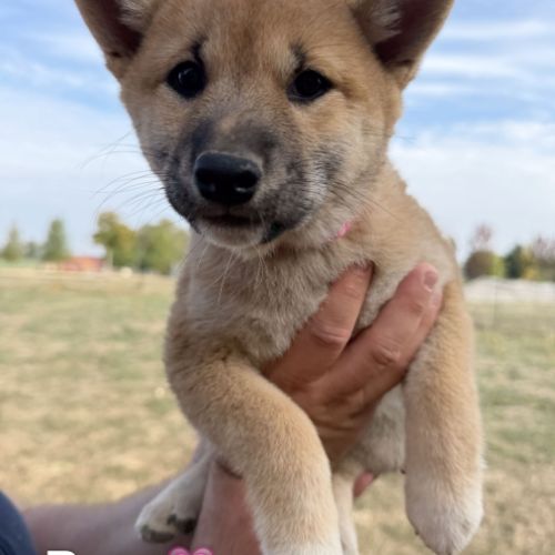 Adorables chiots shiba
