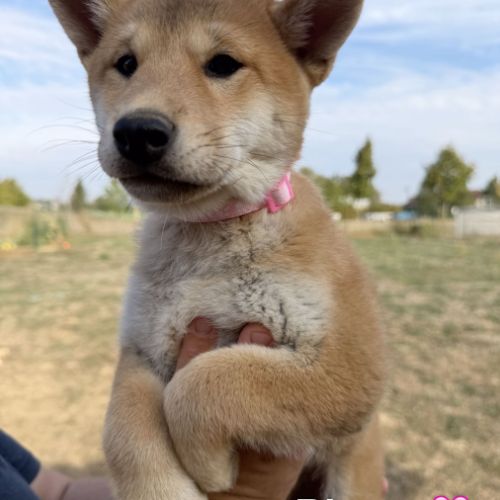 Adorables chiots shiba #3
