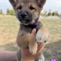 Adorables chiots shiba #1