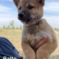 Adorables chiots shiba #4