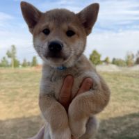 Adorables chiots shiba #5