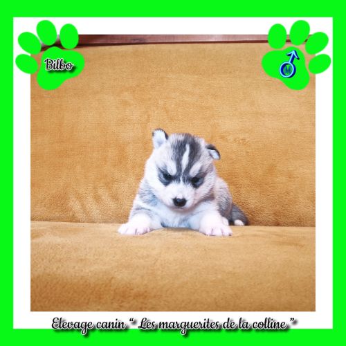 Chiots husky de sibérie à réserver . #2